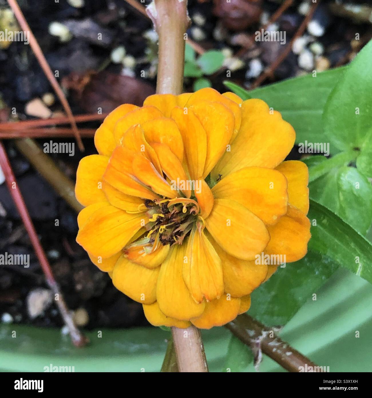 A miniature yellow zinnia flower in a Florida backyard Stock Photo Alamy