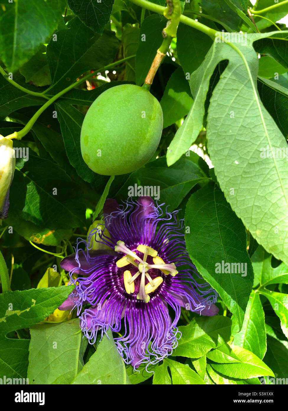 A Passion flower and fruit growing in a Florida backyard Stock Photo