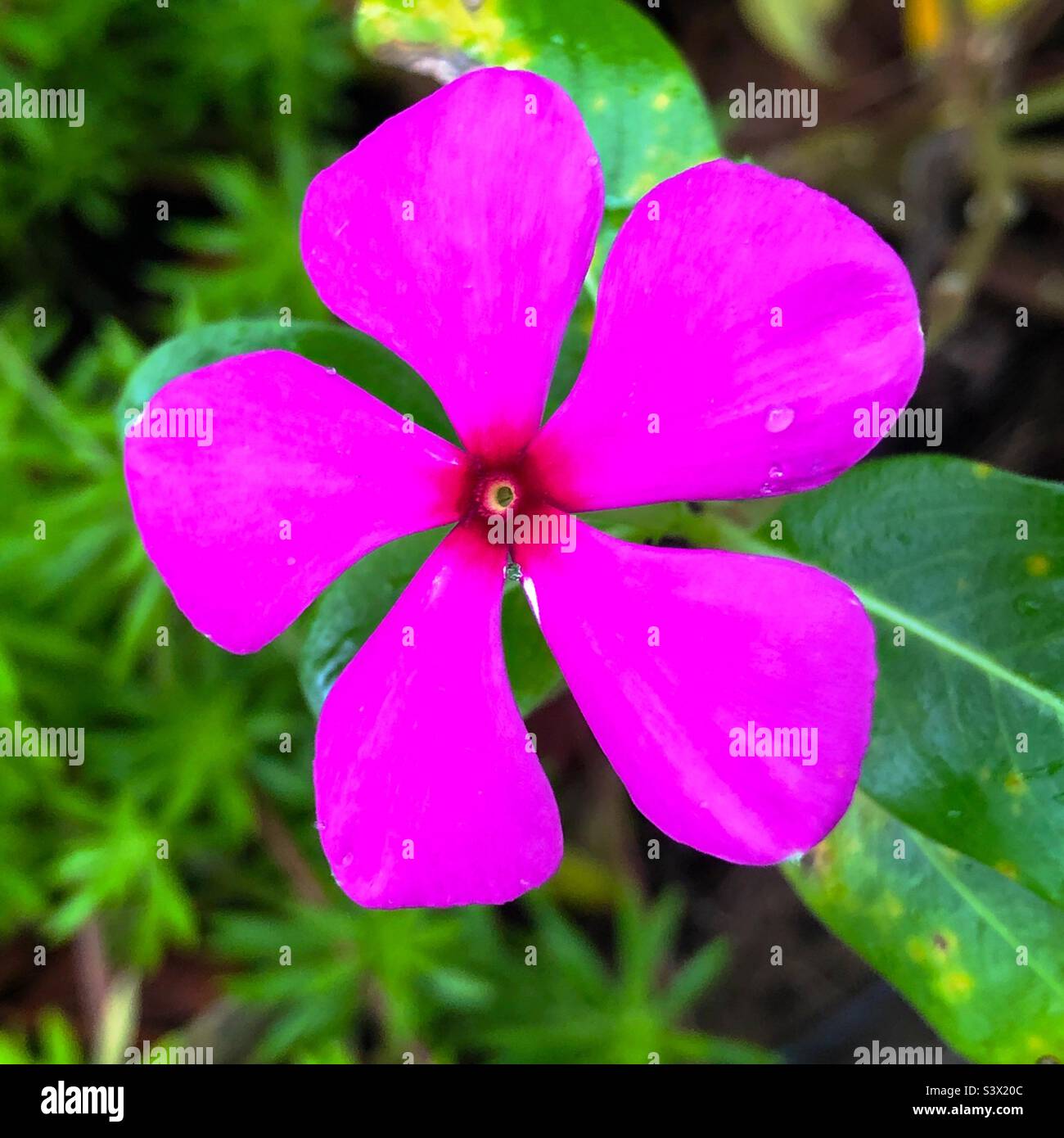 A pink vinca flower in a Florida garden - Smartphone Captured Stock Image