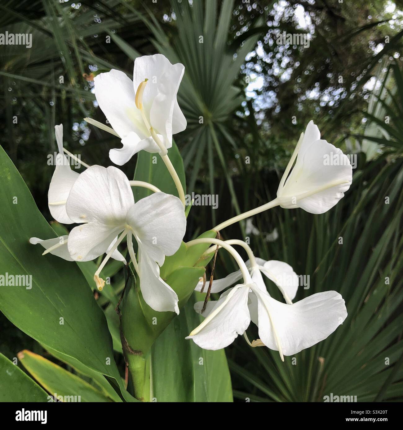 Butterfly ginger flowers ( Hedychium coronarium) growing in the shade in a Florida garden. These flowers have a beautiful scent. Stock Photo