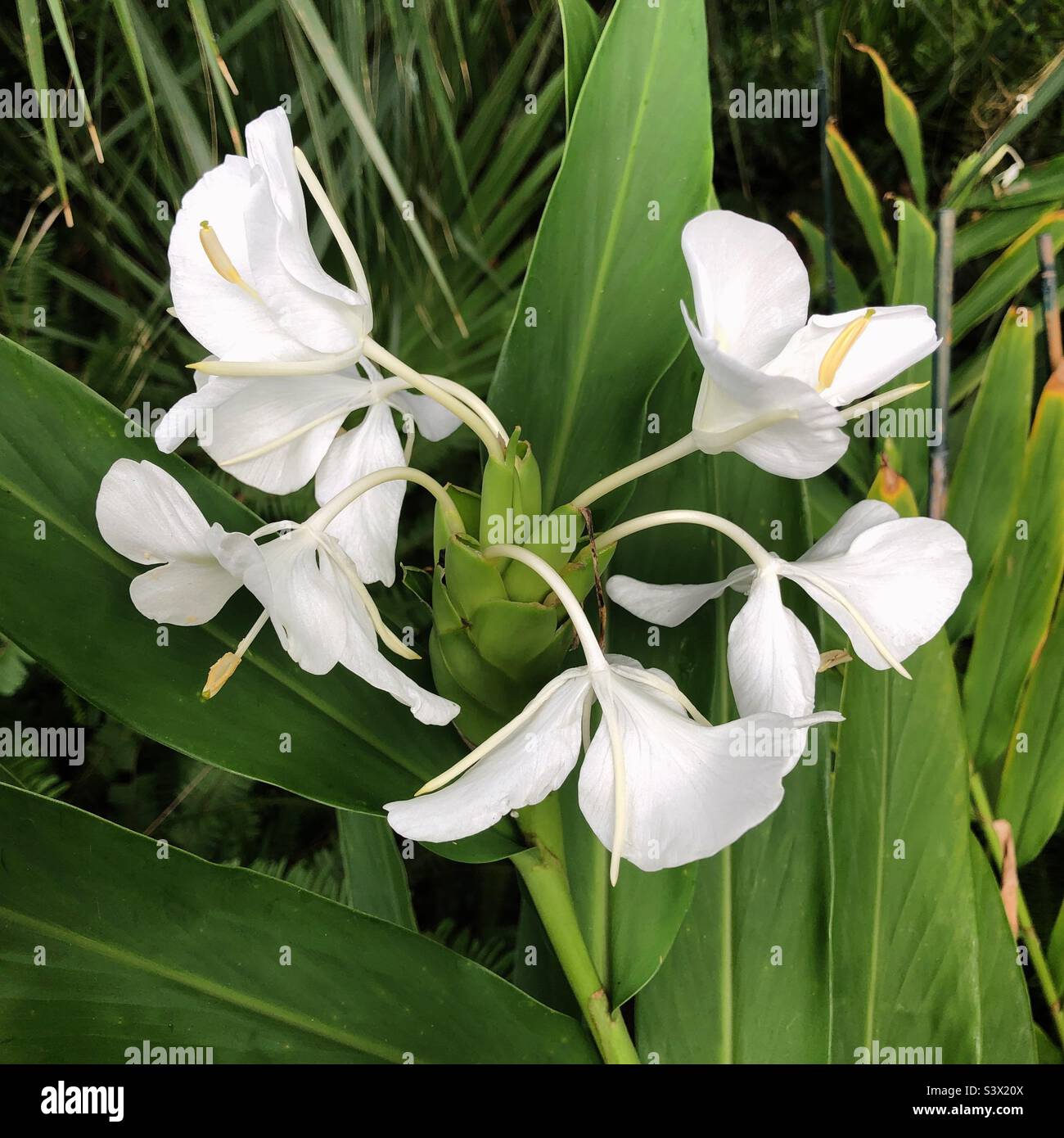 Butterfly ginger flowers ( Hedychium coronarium) growing in the shade in a Florida garden. These flowers have a beautiful scent. Stock Photo