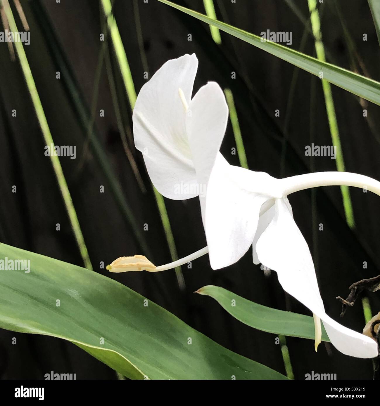 A single  ginger flower head ( Hedychium coronarium) growing in the shade in a Florida garden. These flowers have a beautiful scent. Stock Photo