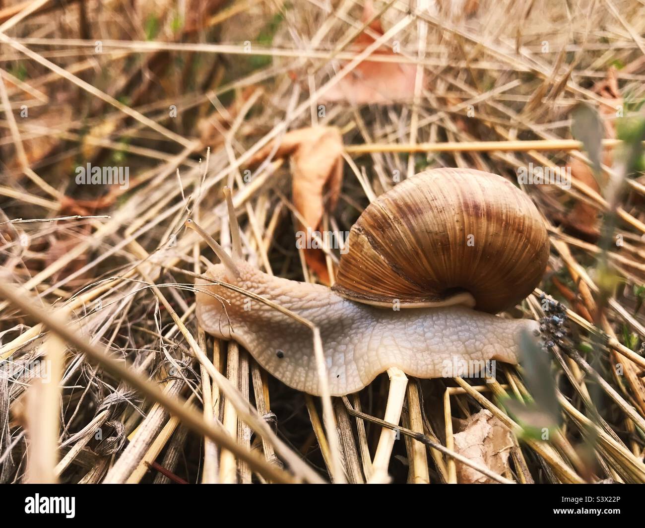 Snail on dry grass - Smartphone Captured Stock Image