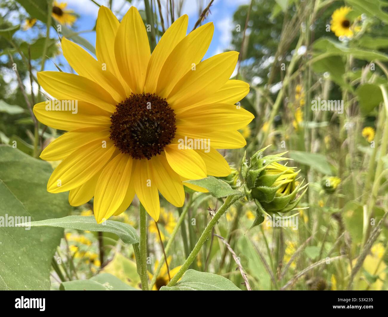 Blackeyed Susan Flower Stock Photo Alamy