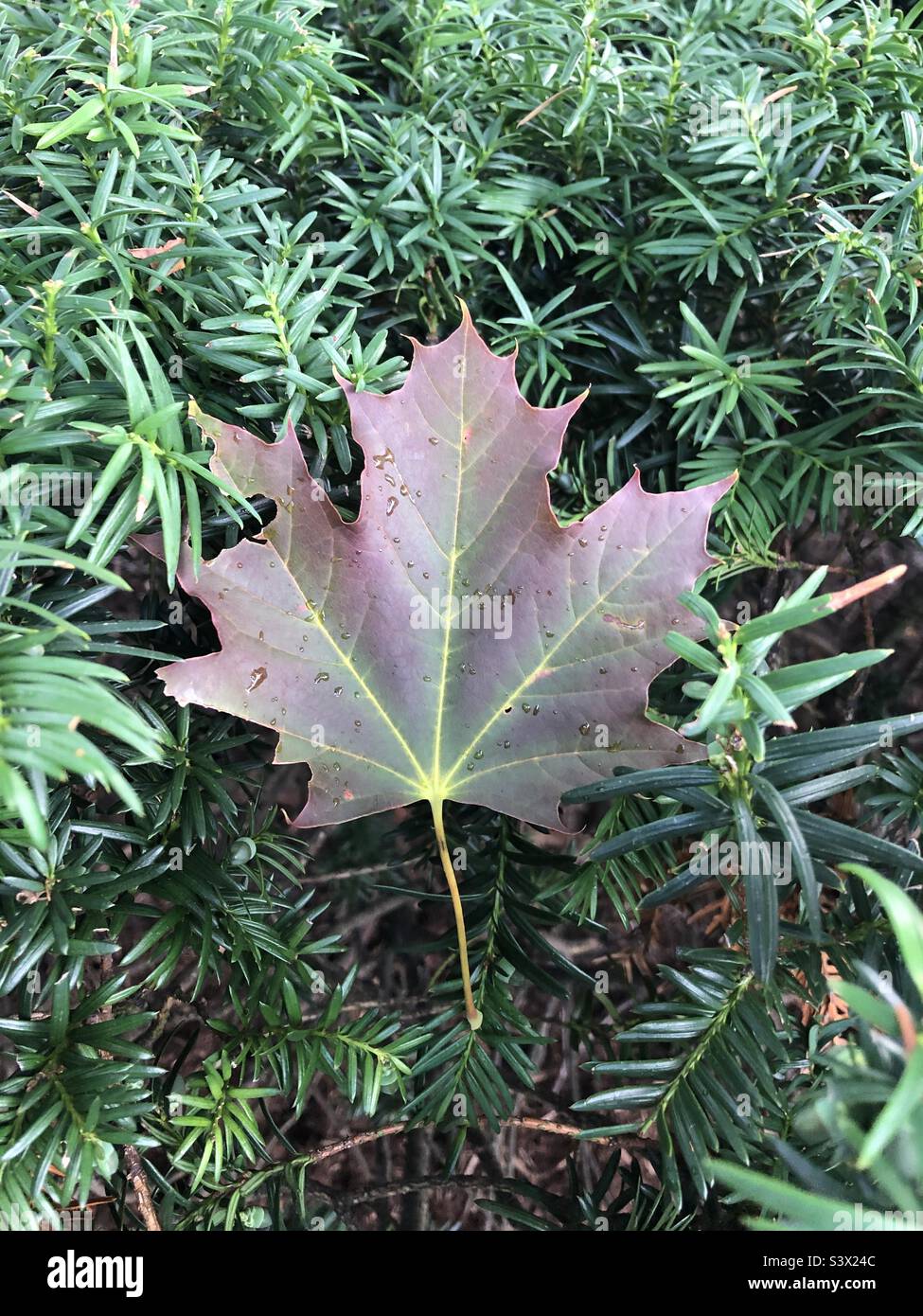 A maple leaf in a bush. Stock Photo