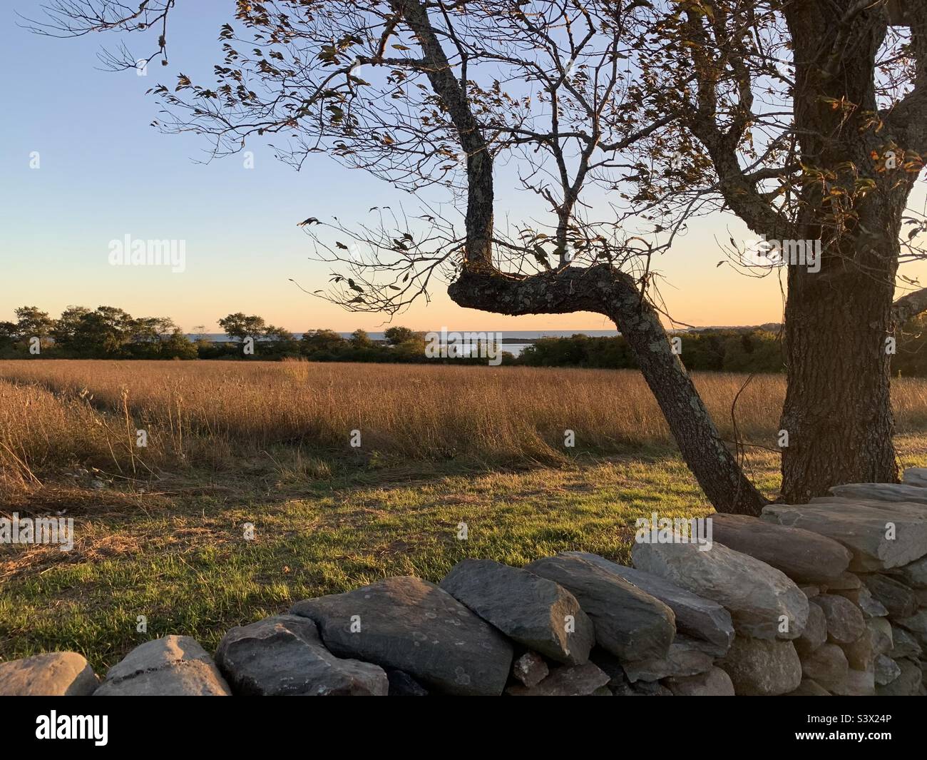 Field at golden hour - Smartphone Captured Stock Image