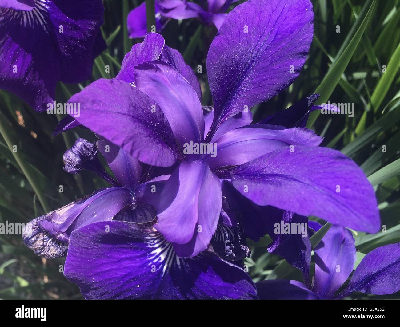 Purple flower - Smartphone Captured Stock Image