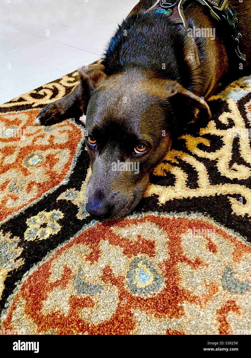 Sweet-looking mixed-breed dog lying on a rug with soulful eyes. - Smartphone Captured Stock Image