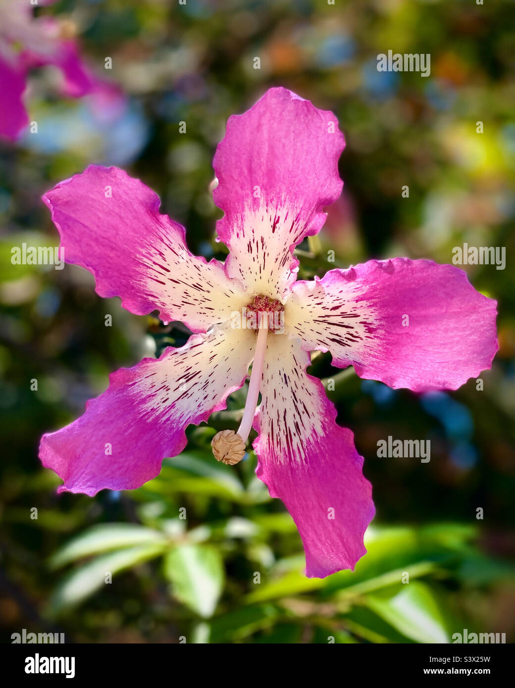 Silk Floss Tree Flower Stock Photo Alamy