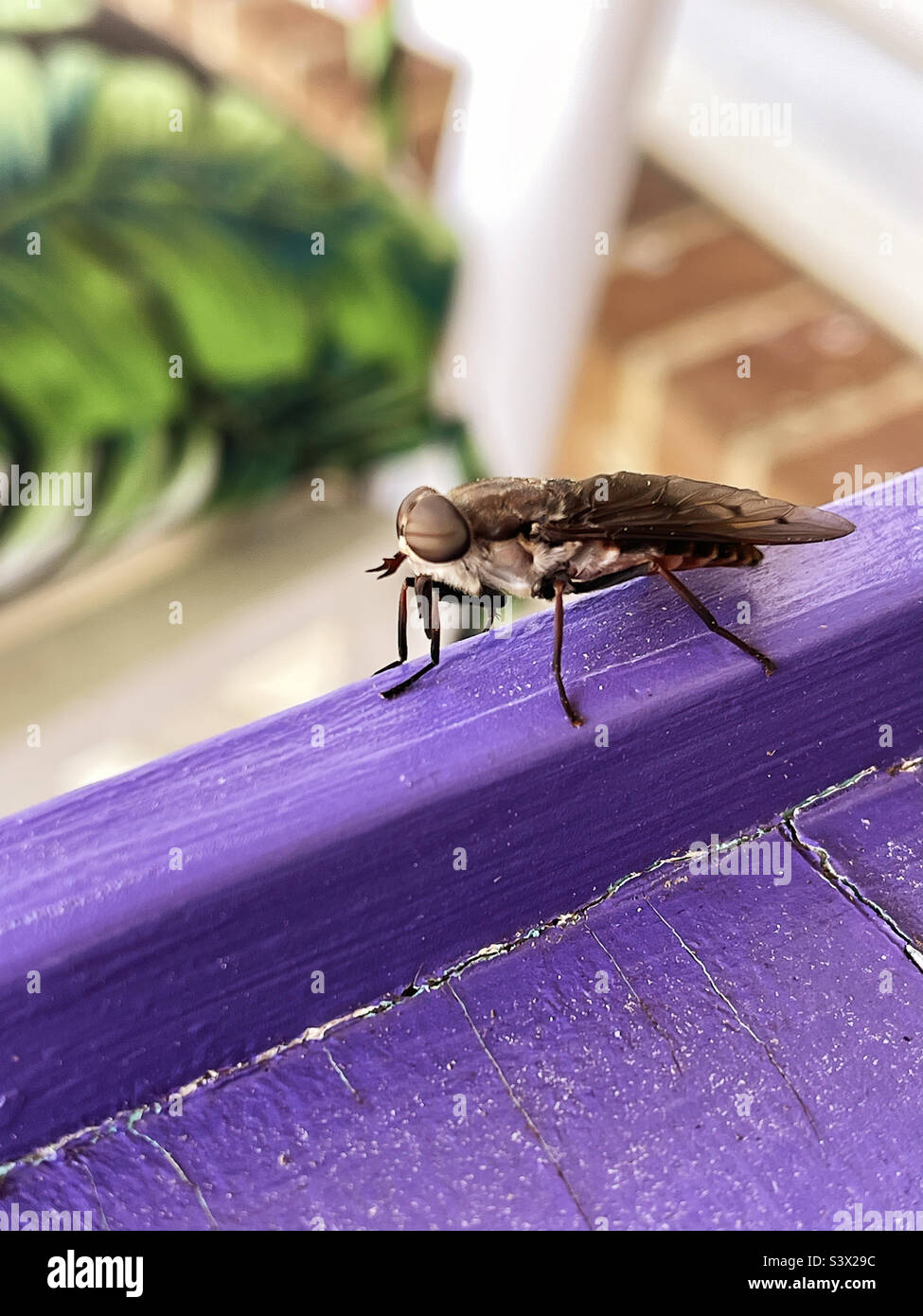 Pale Giant Horse Fly relaxing on a front porch Stock Photo Alamy