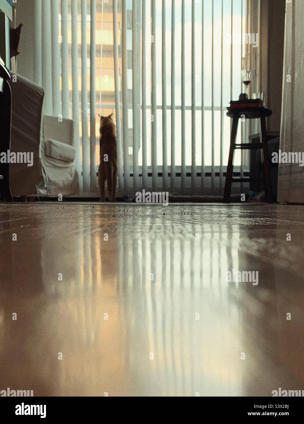 Orange tabby cat looking out the patio window Stock Photo - Alamy