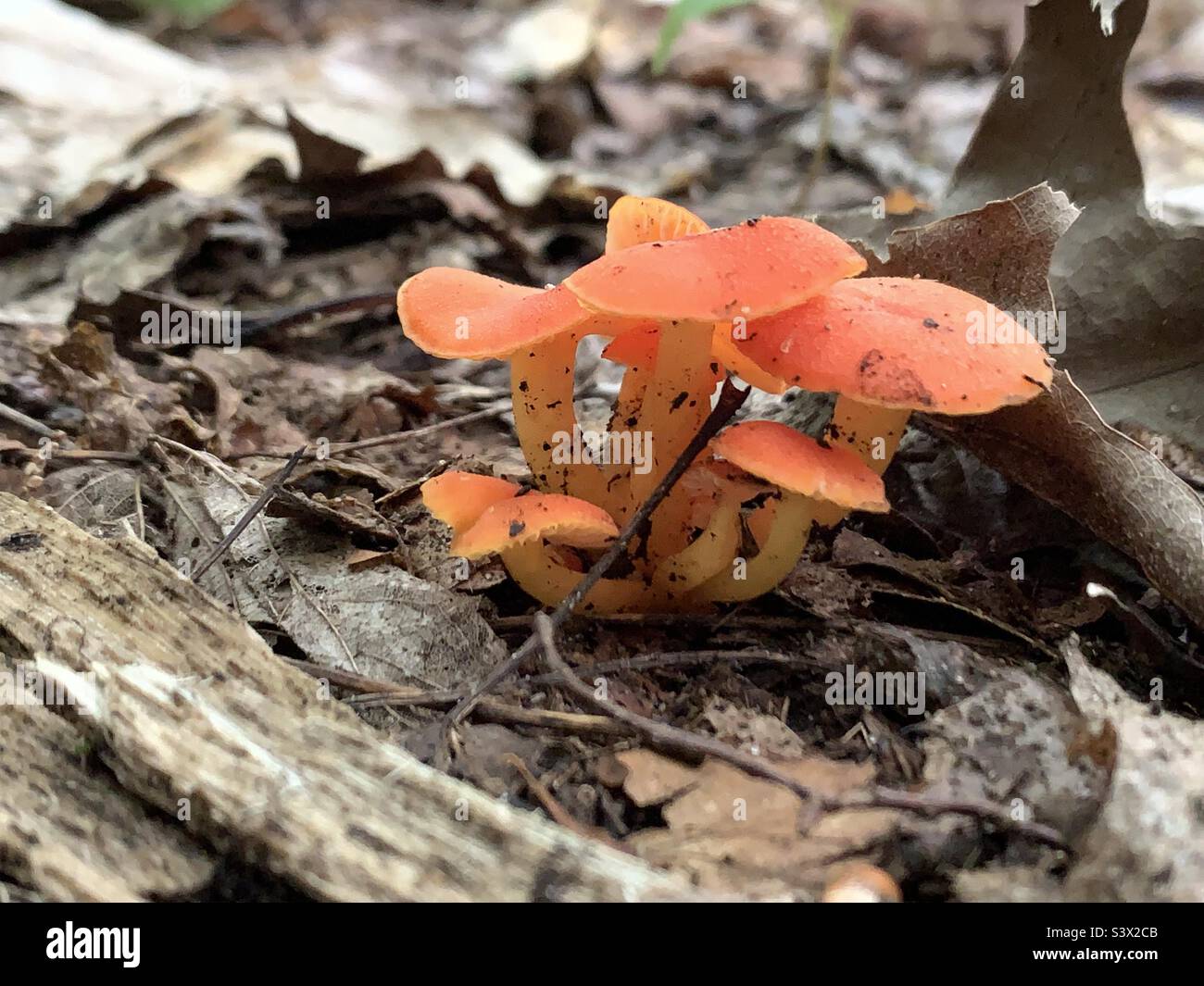 Orange Mycena Leaiana mushroom growing out of the ground, Canada Stock Photo