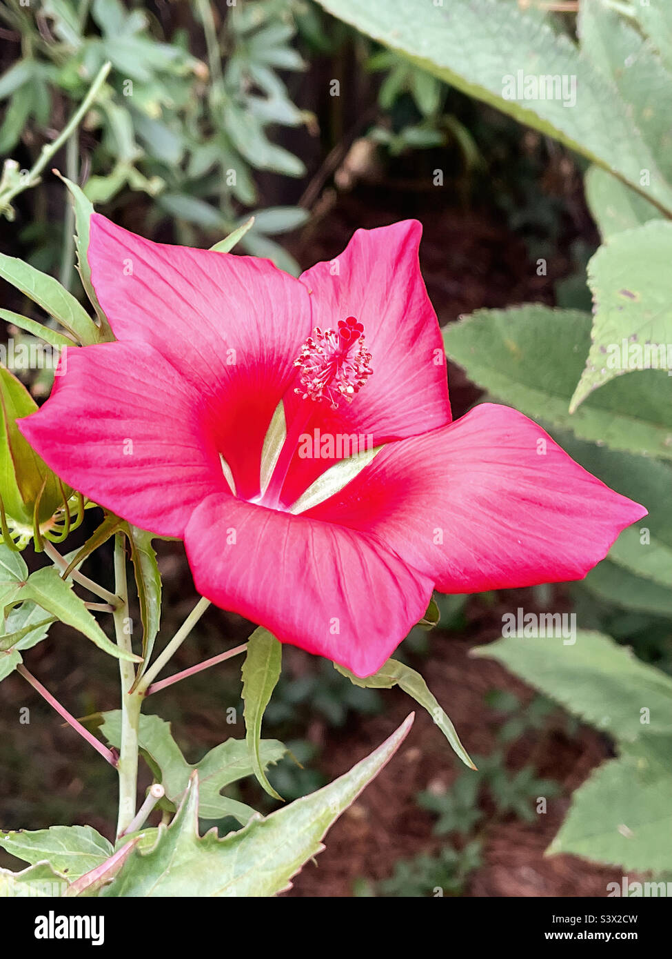 Texas Star hibiscus flower blossom Stock Photo Alamy
