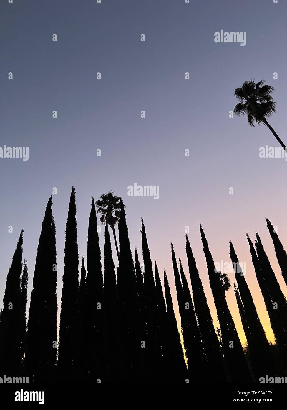 Palm and Cypress Trees at Sunset, Los Angeles California Stock Photo