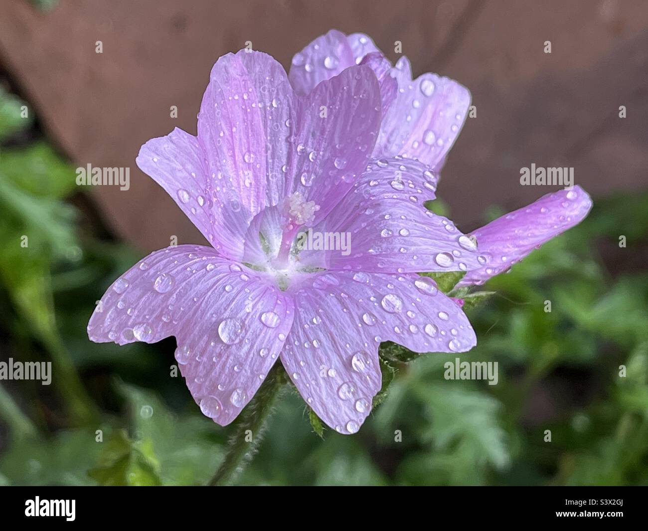 Pink Lavatera (Mallow) growing in garden Stock Photo
