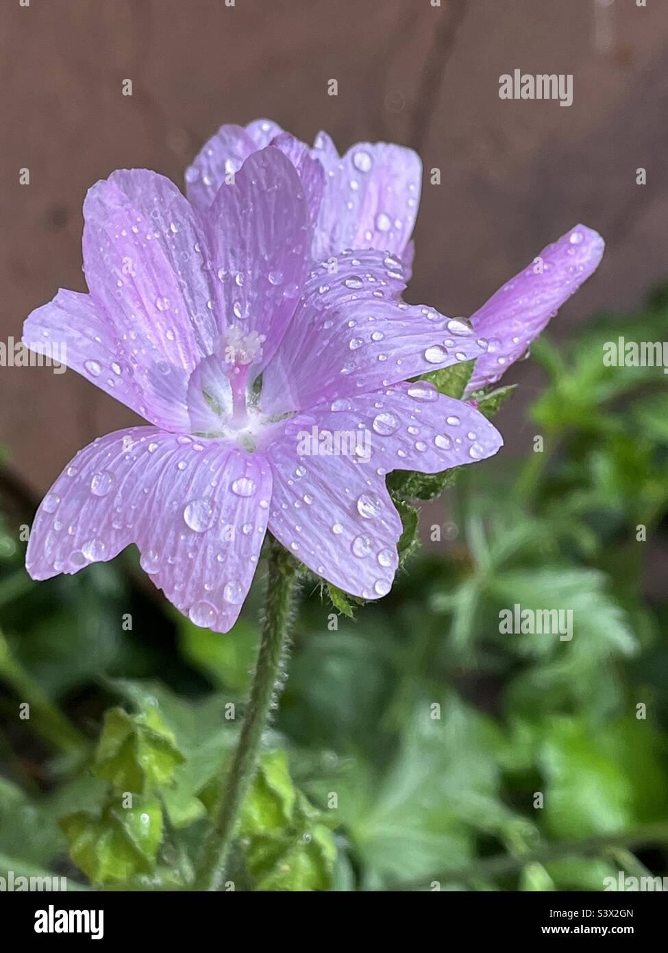 Pink Lavatera (Mallow) growing in garden Stock Photo