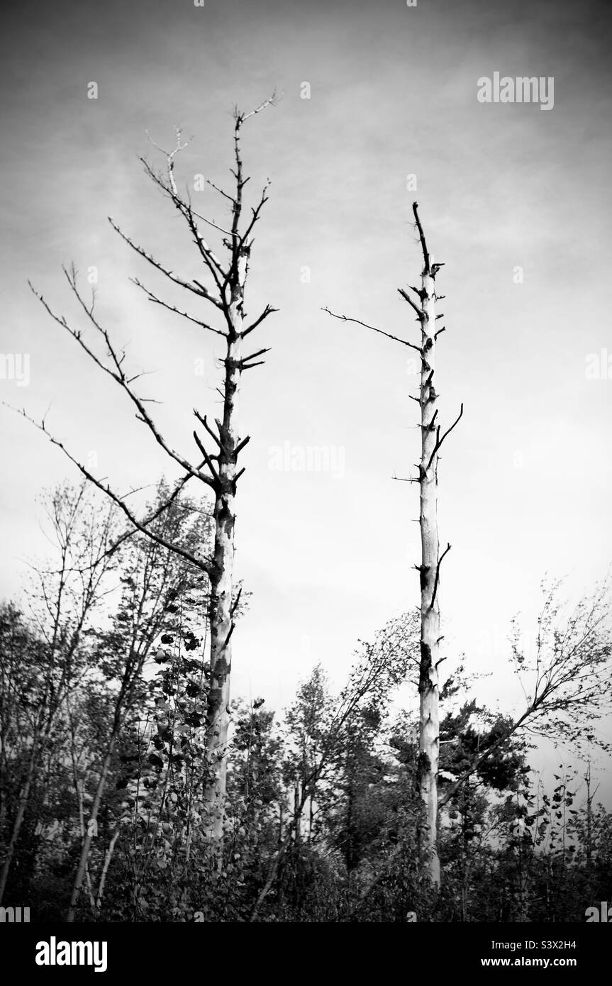 Two dead standing trees in noir Stock Photo Alamy