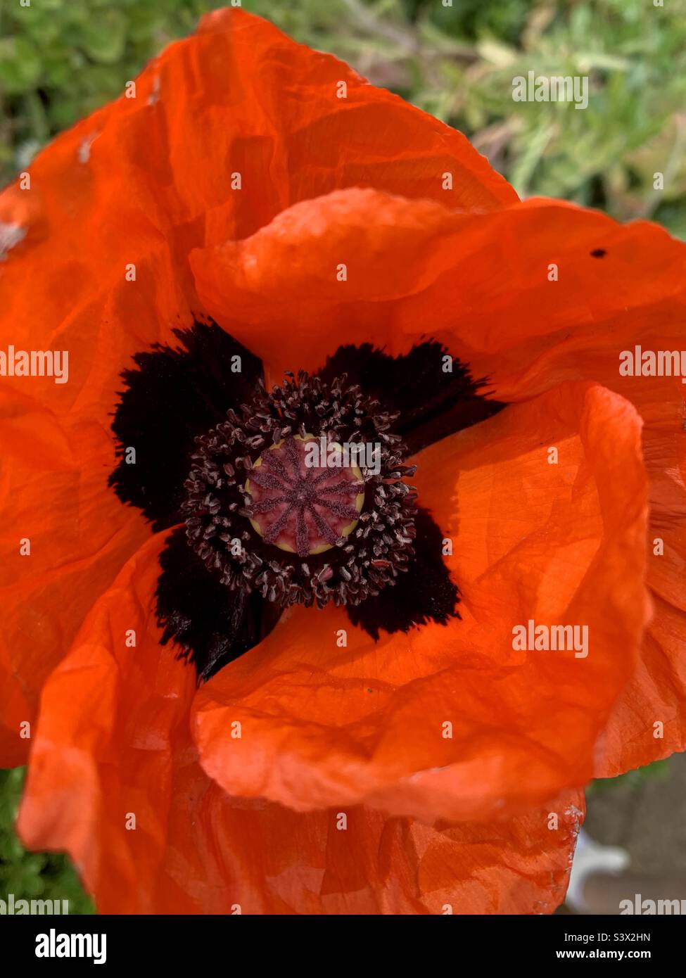 Close up of bright orange Poppy - Smartphone Captured Stock Image