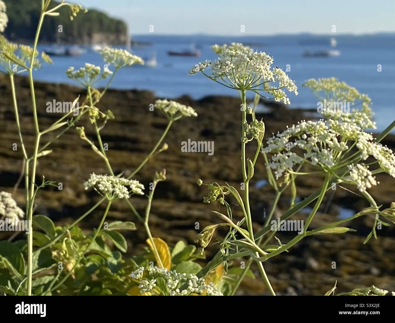 Flowers by the sea Stock Photo Alamy