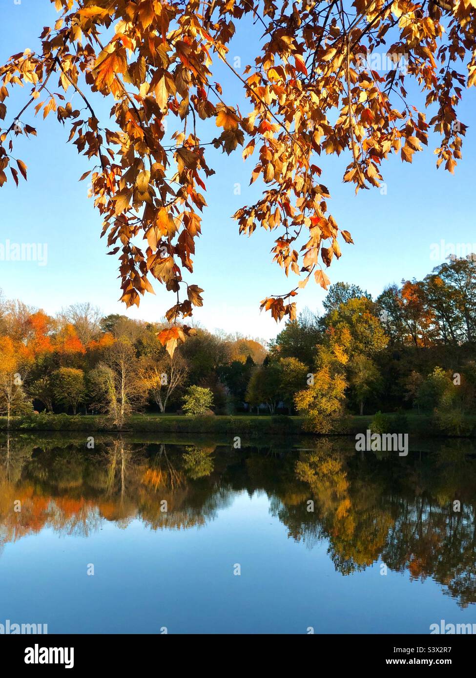 Autumn leaves over the lake - Smartphone Captured Stock Image