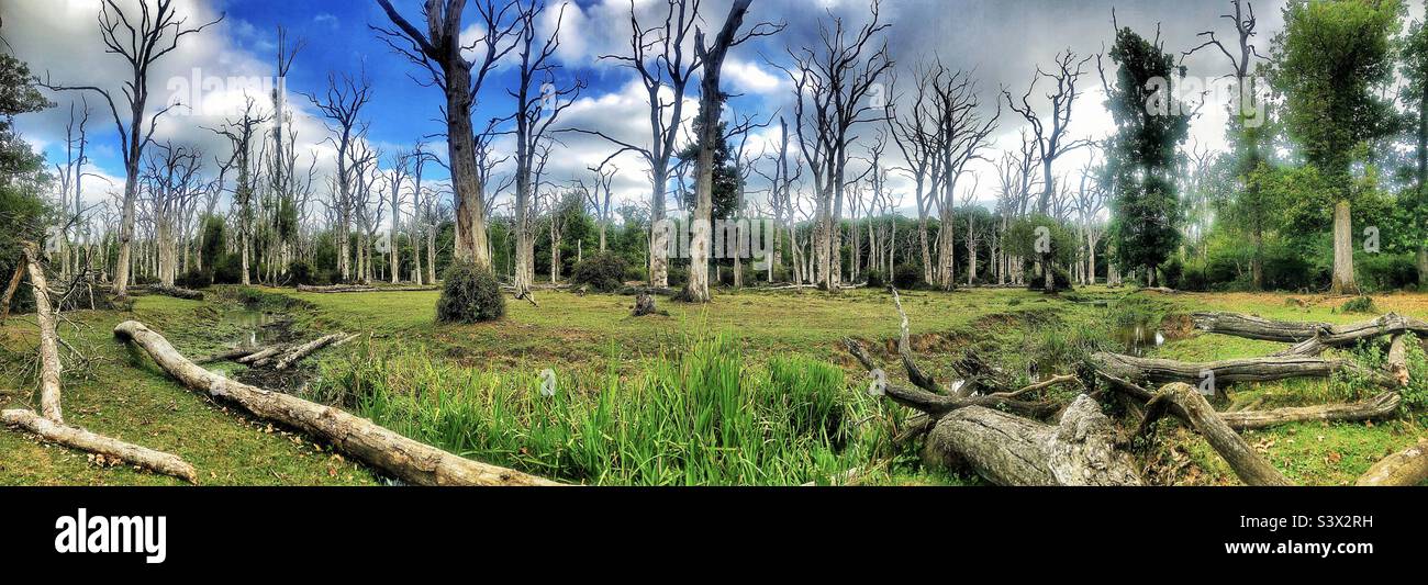 Dead standing oak trees and dried up stream during a summer drought of
