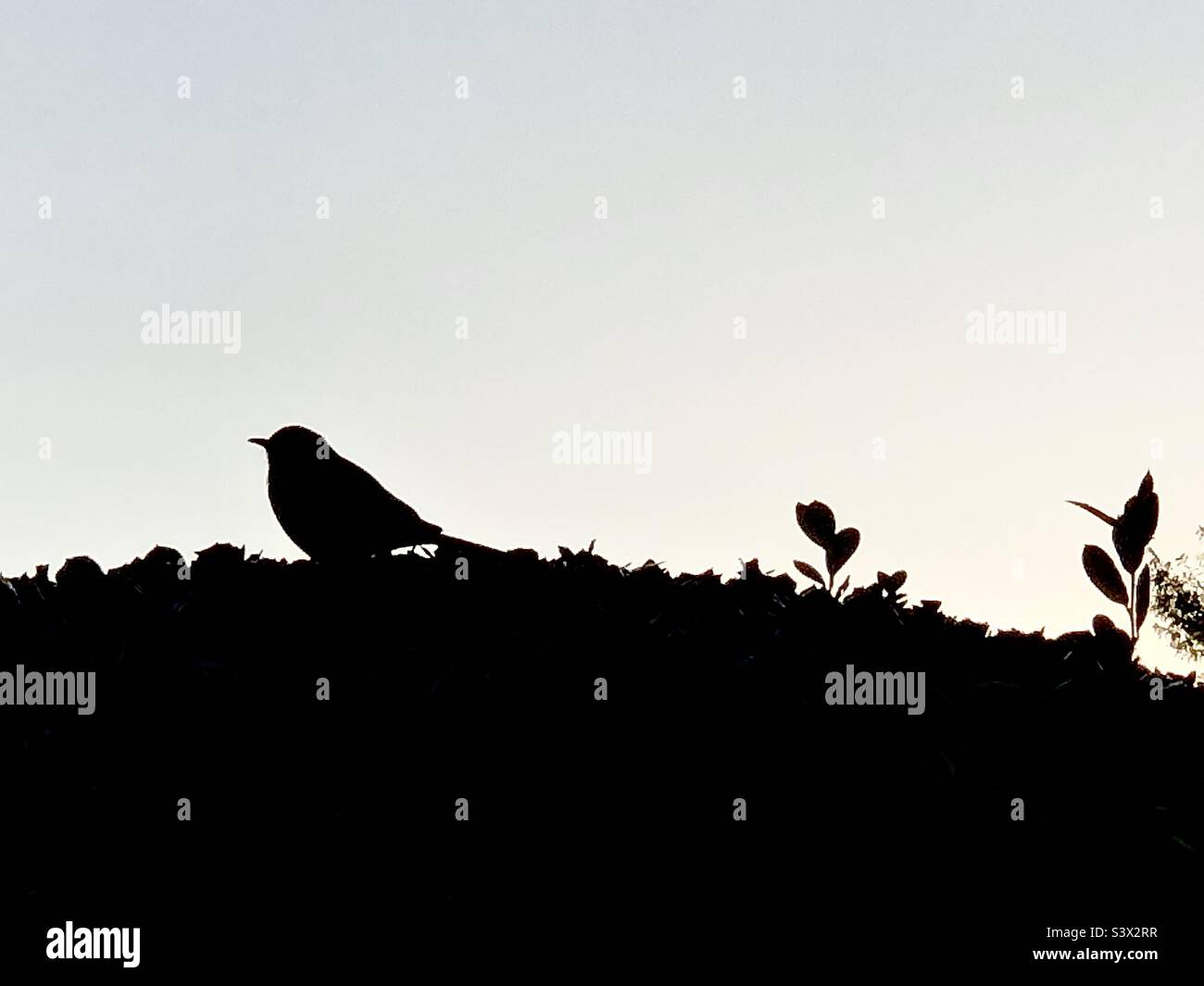 Bird on a bush - Smartphone Captured Stock Image