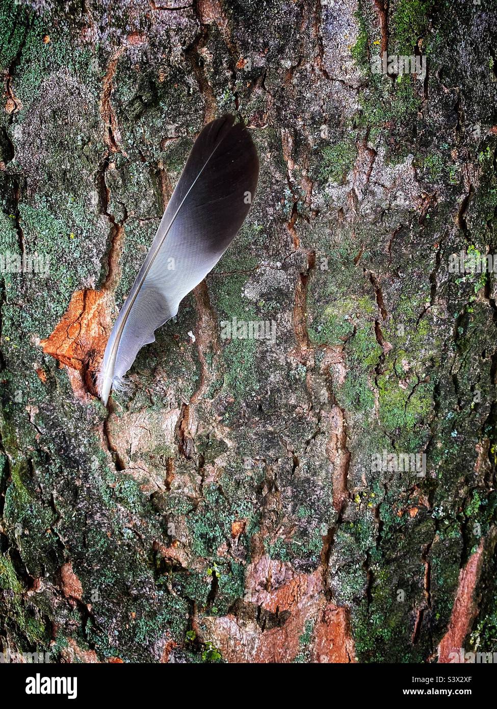 Single bird feather embedded in the green and brown bark of a large tree growing in a natural woodland area in Suffolk UK - Smartphone Captured Stock Image