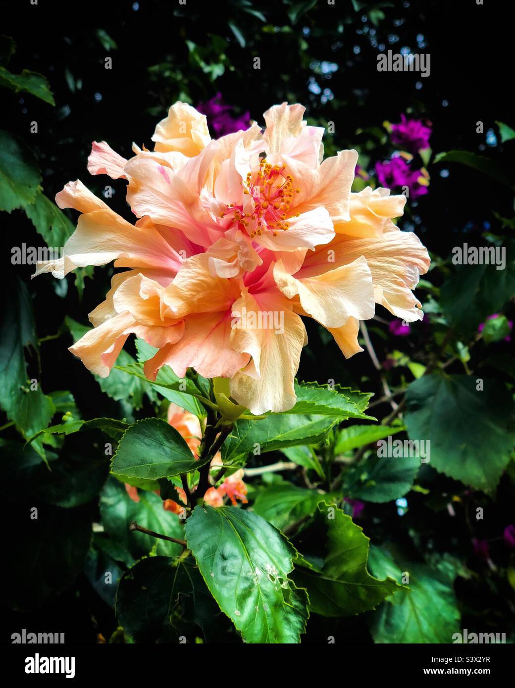 Hibiscus - Smartphone Captured Stock Image