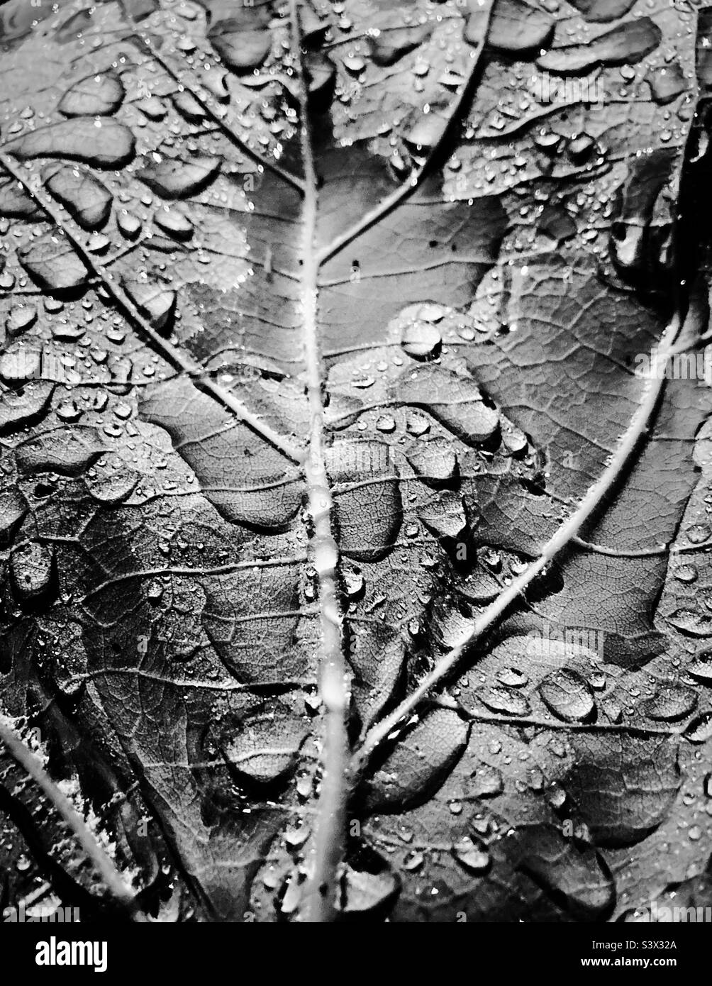Large leaf covered in morning dew. - Smartphone Captured Stock Image