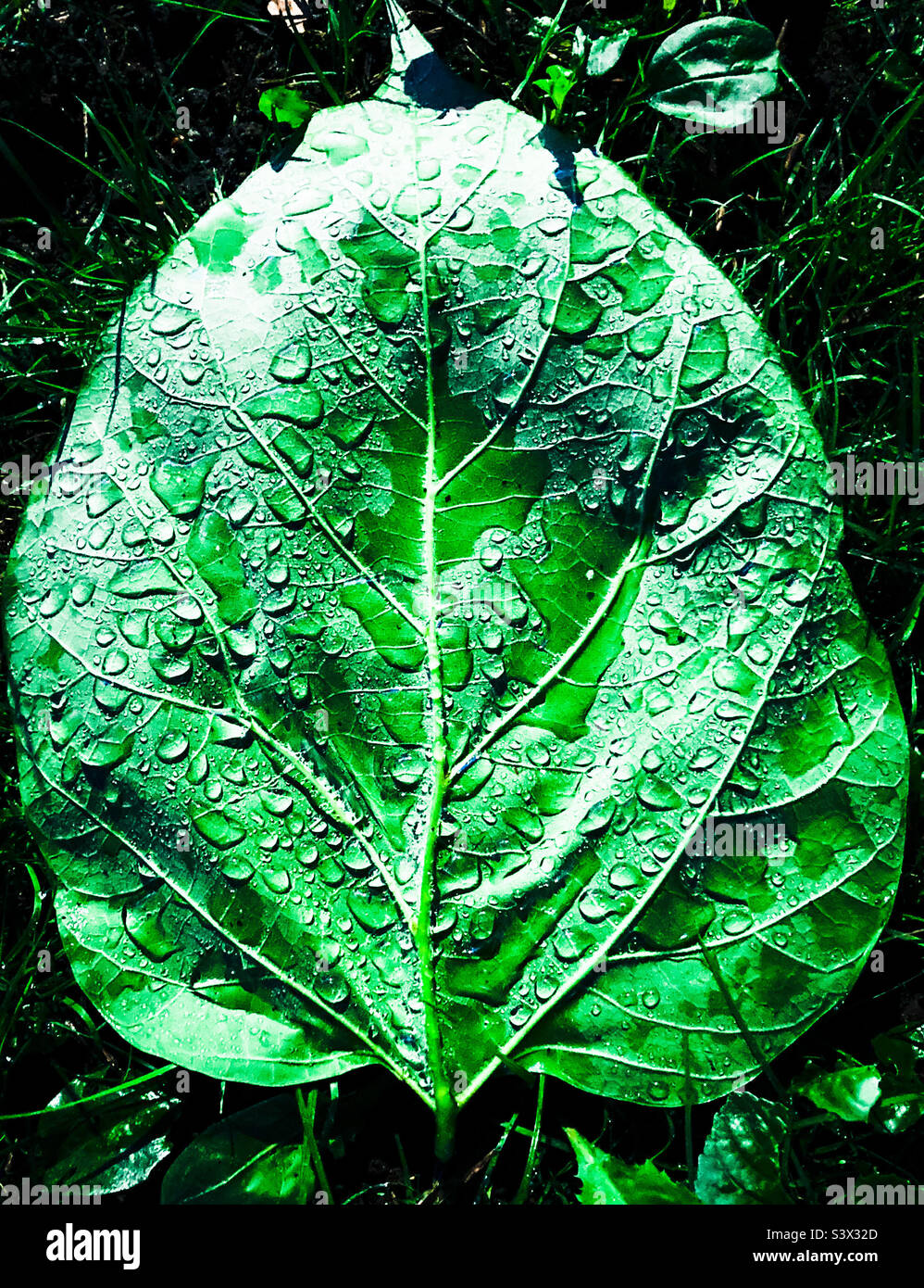 Large leaf holding the morning dew. - Smartphone Captured Stock Image