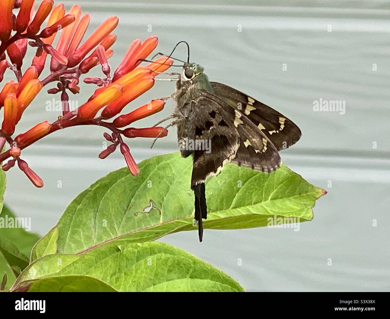 Long Tailed Skipper on Blooms Stock Photo