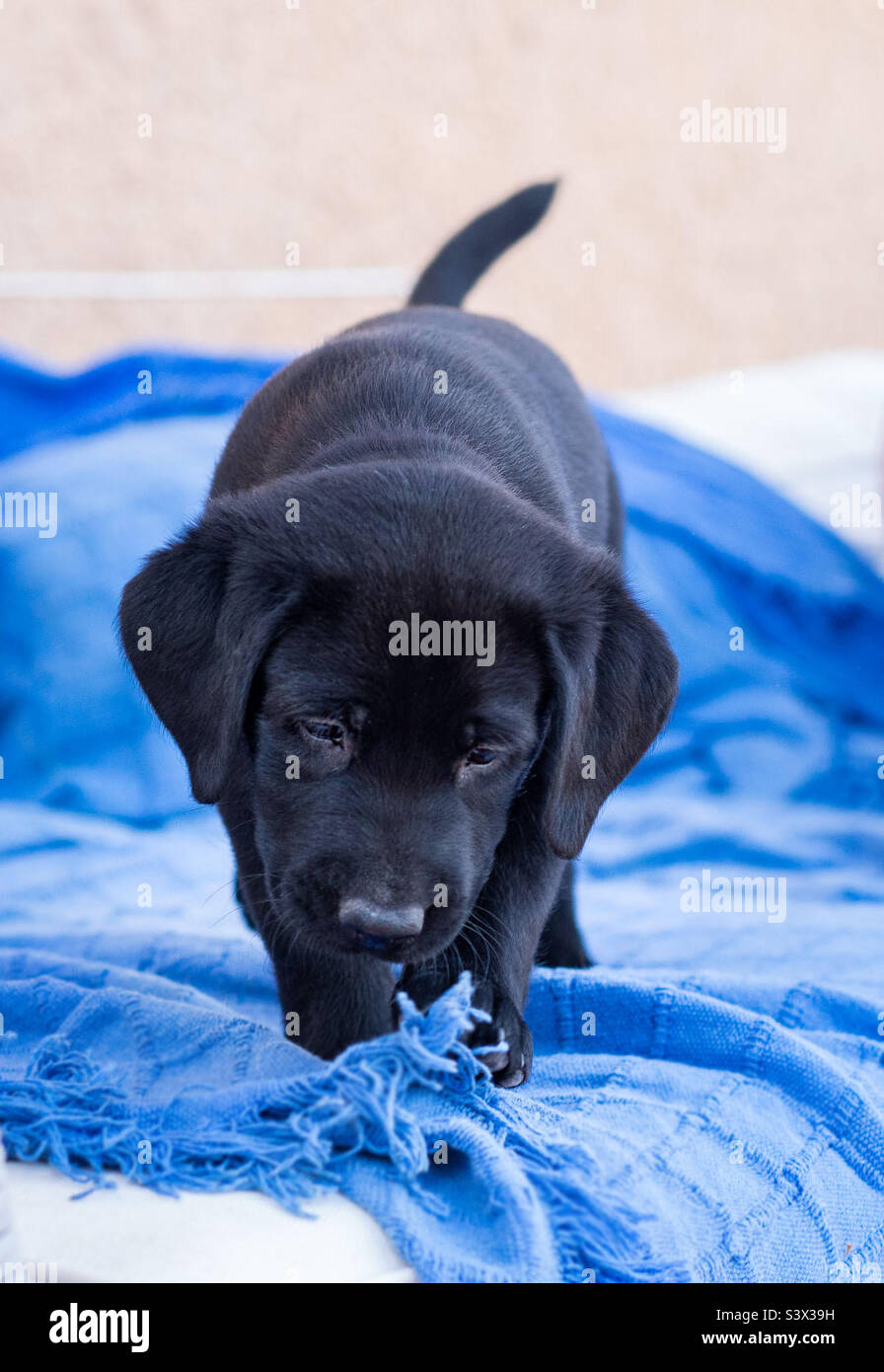 8 week old store black lab