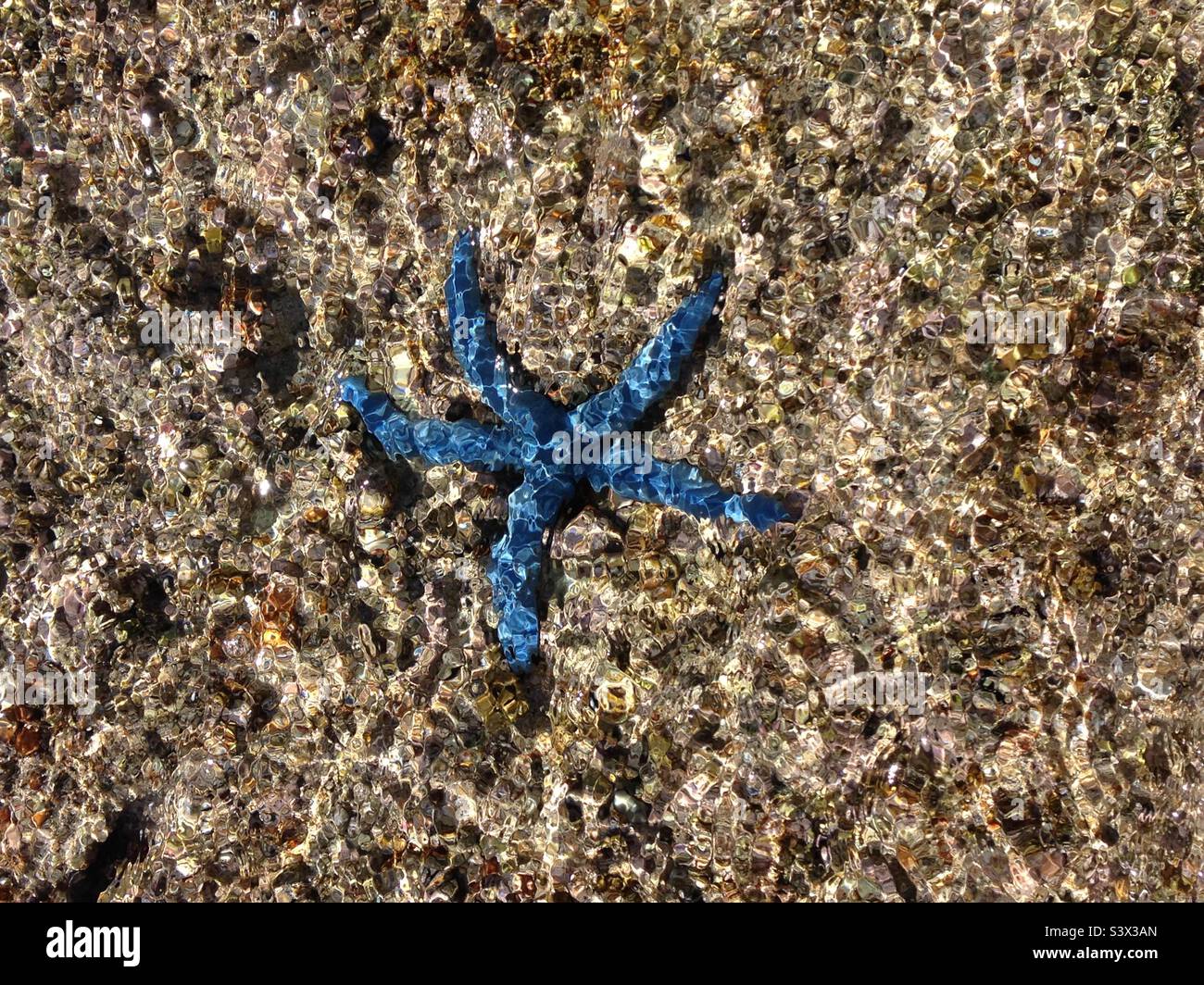 Blue sea star, Guam Stock Photo