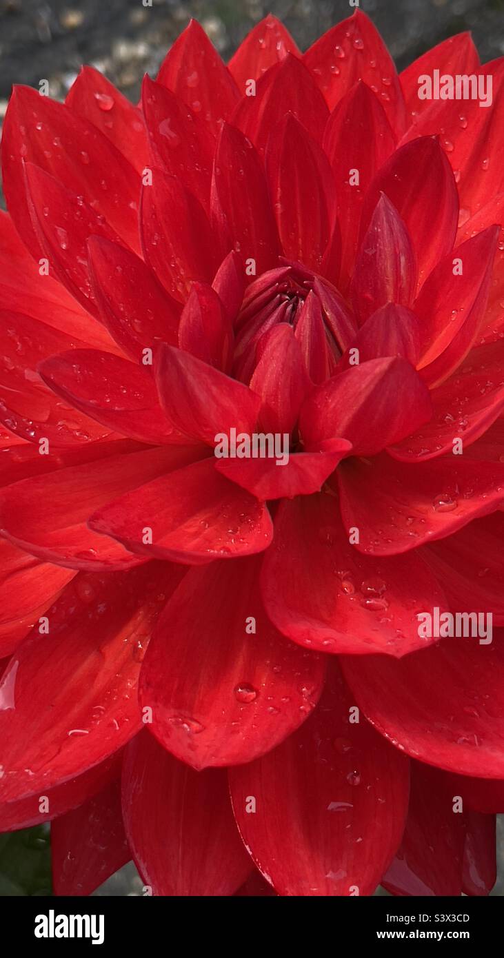 Close up photo of red Dahlia flower petals with rain drops - Smartphone Captured Stock Image