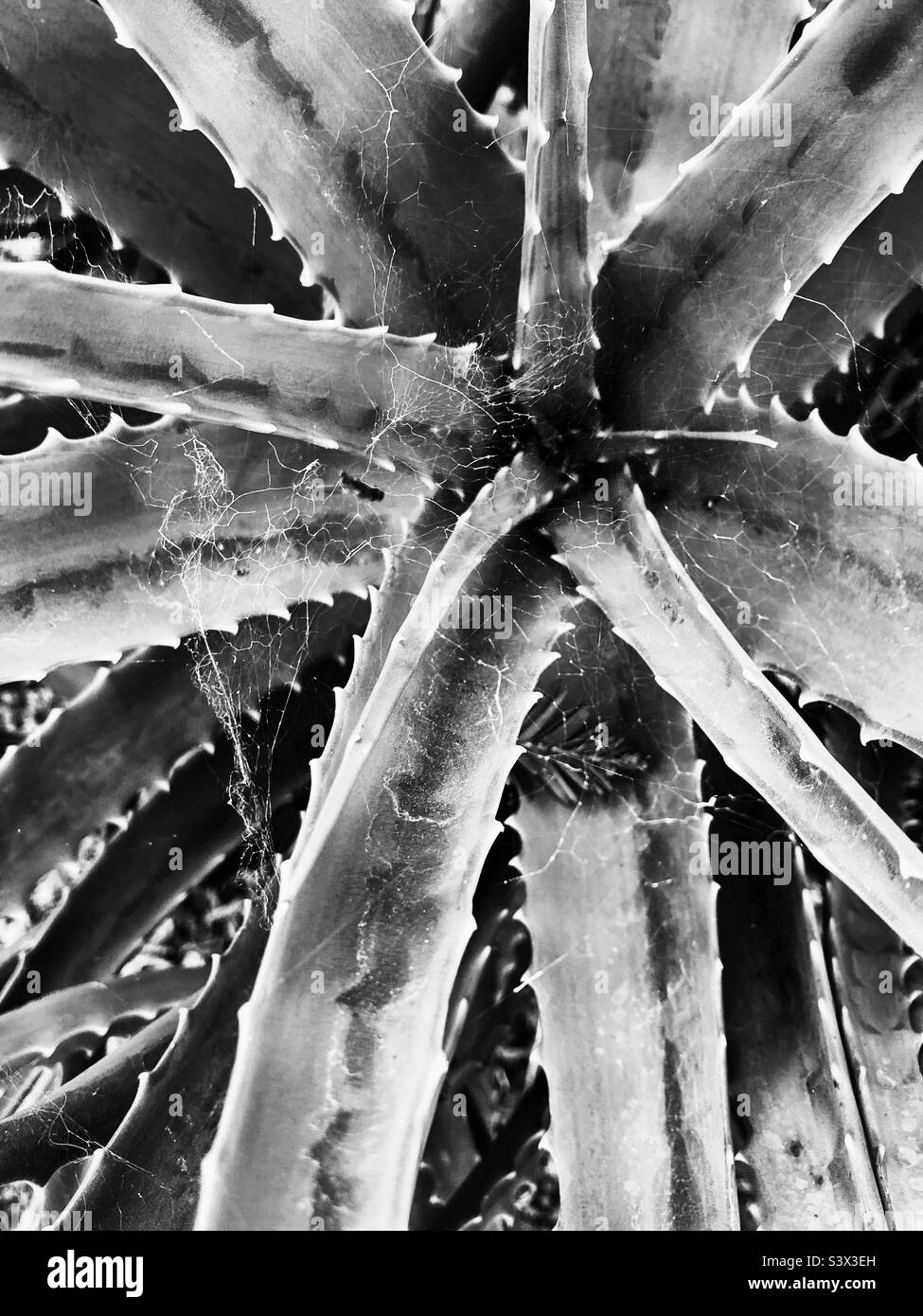 Spiny succulent plant in black and white Stock Photo Alamy Spiny succulent plant in black and white Stock Photo Alamy