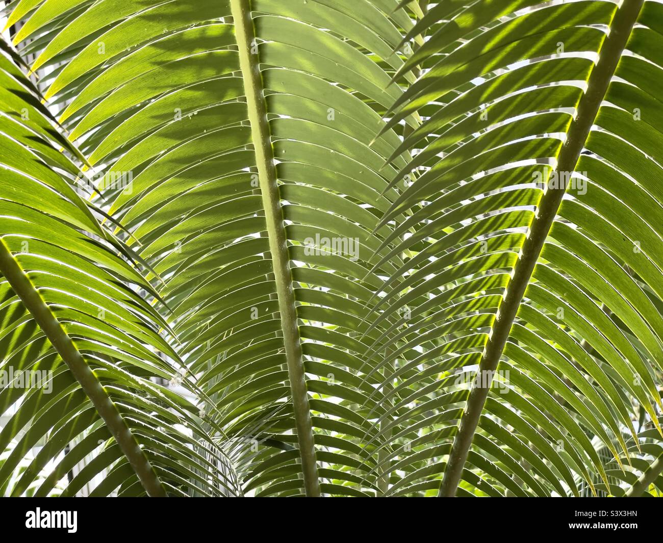Palm leaves shade hi-res stock photography and images - Alamy