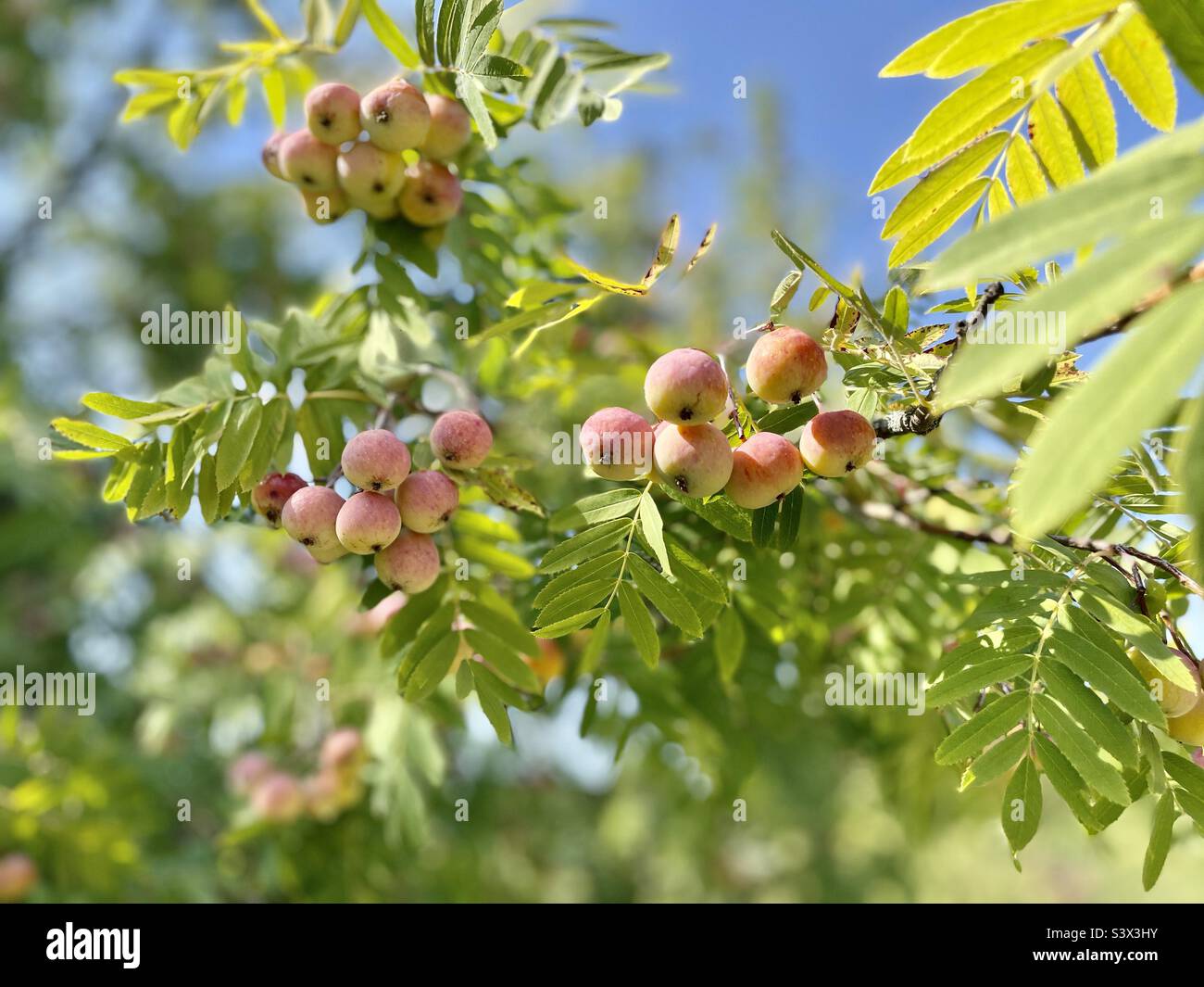 Wild apples on a tree Stock Photo Alamy
