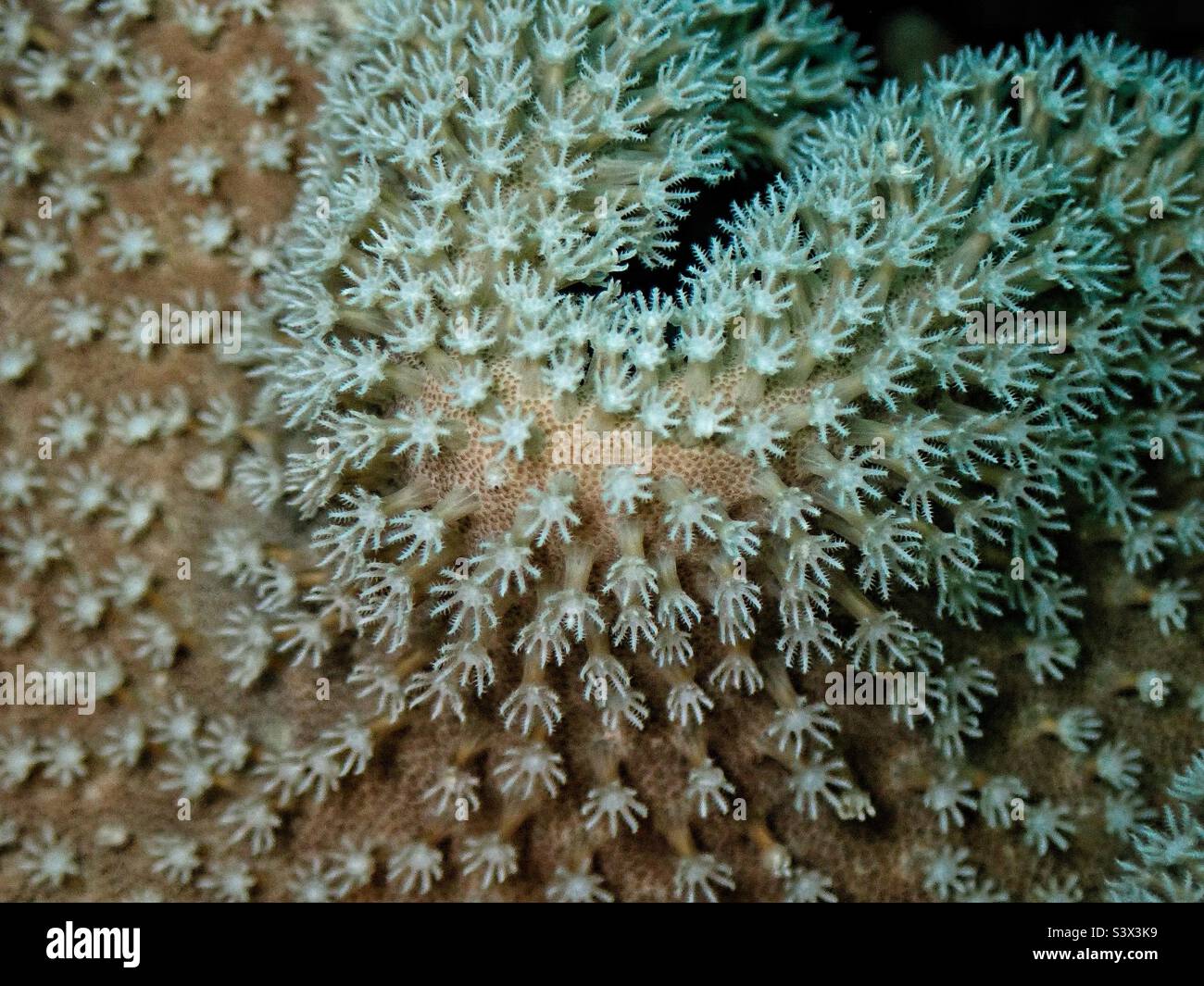 Polyps tentacles hi-res stock photography and images - Alamy