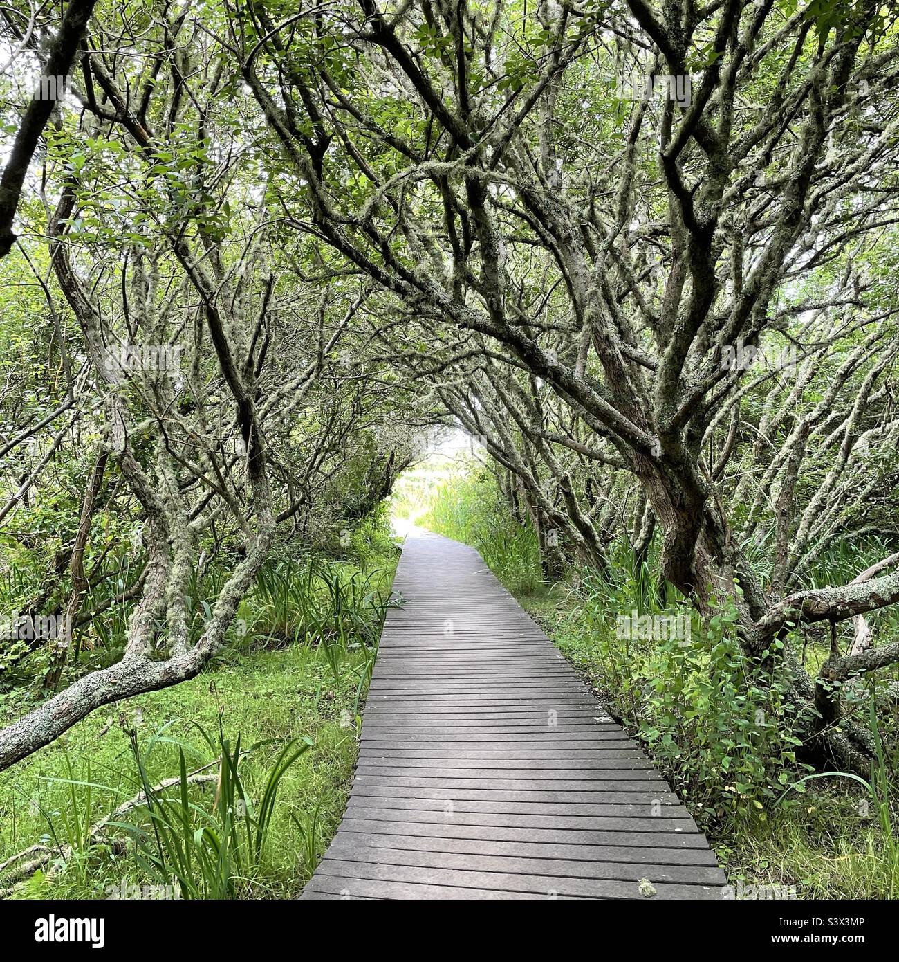 Walkway through lichen covered woodland with the appearance of an enchanted forest. St Mary’s, Isles of Scilly, Cornwall, England, UK. Stock Photo