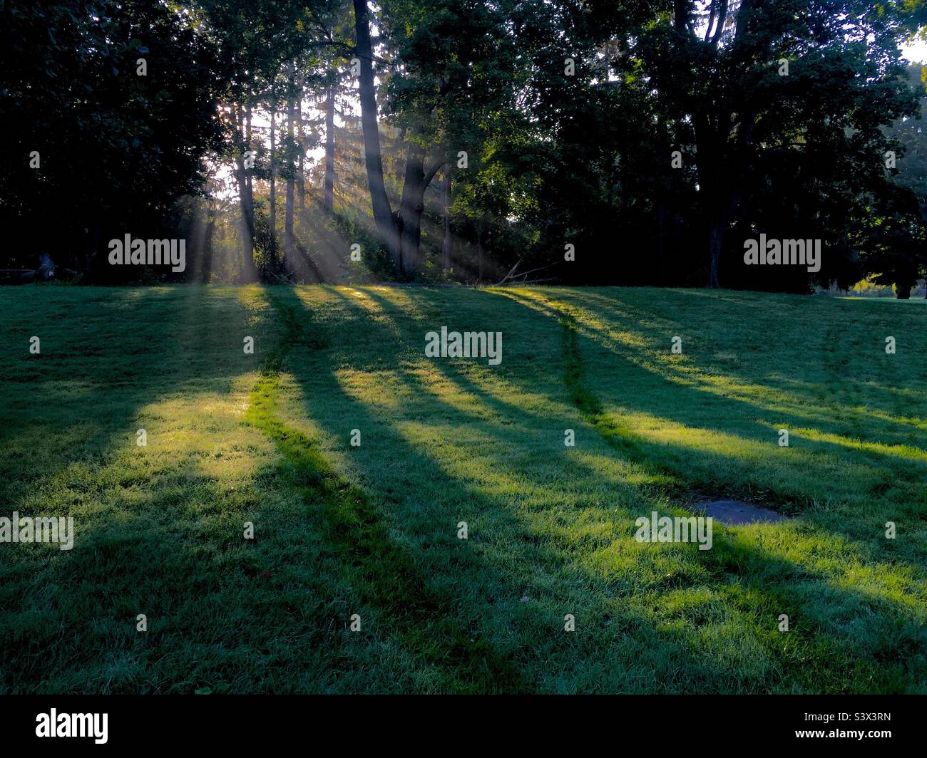 Shafts of light through the trees shine on the green grass. Morning shows the day. Perfect spot for meditation, self-reflection, shin-rin yoku. Stock Photo