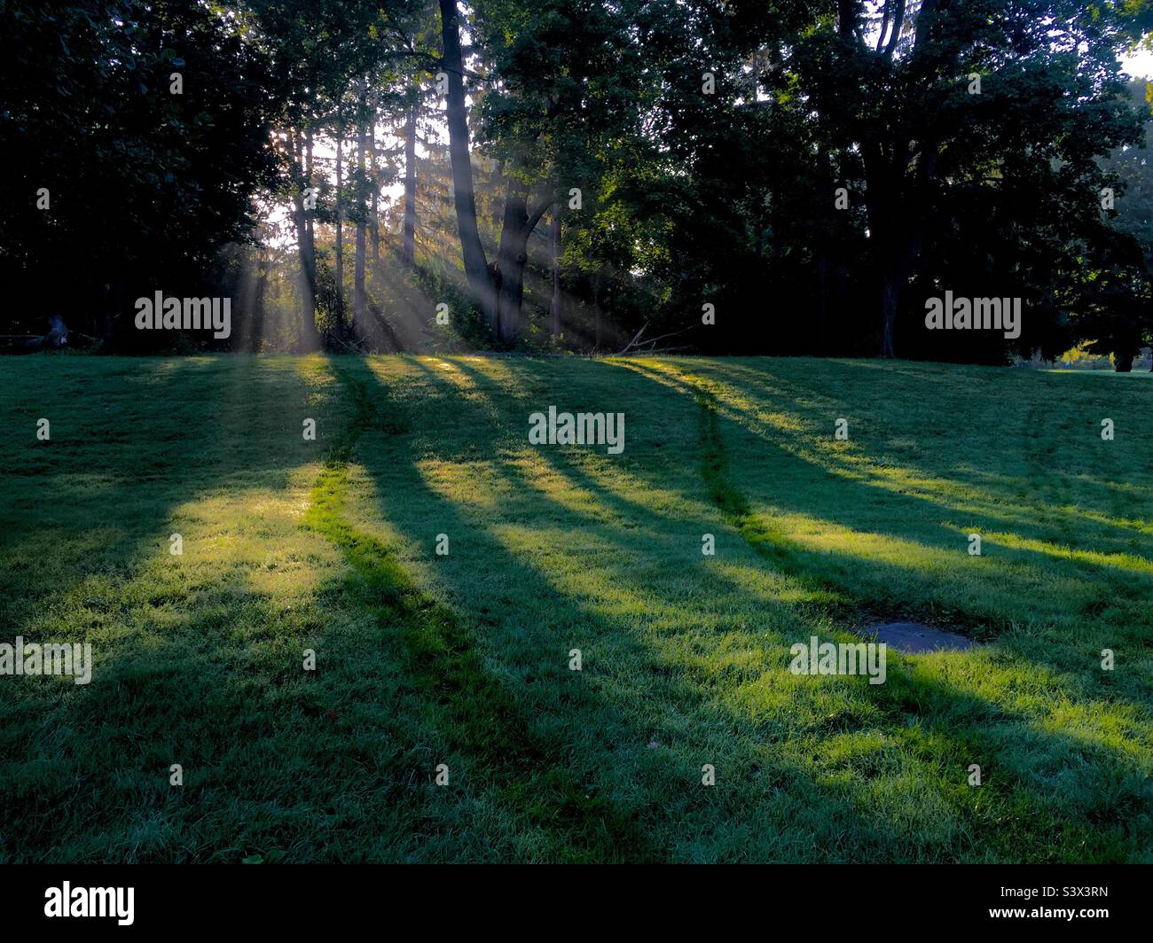 Shafts of light through the trees shine on the green grass. Morning shows the day. Perfect spot for meditation, self-reflection, shin-rin yoku. No people or animals out yet. - Smartphone Captured Stock Image