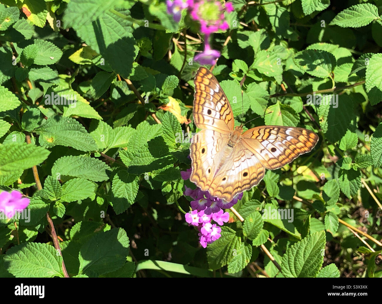 White peacock butterfly on pink lantana Flowers, Ponte Vedra Beach, Florida - Smartphone Captured Stock Image