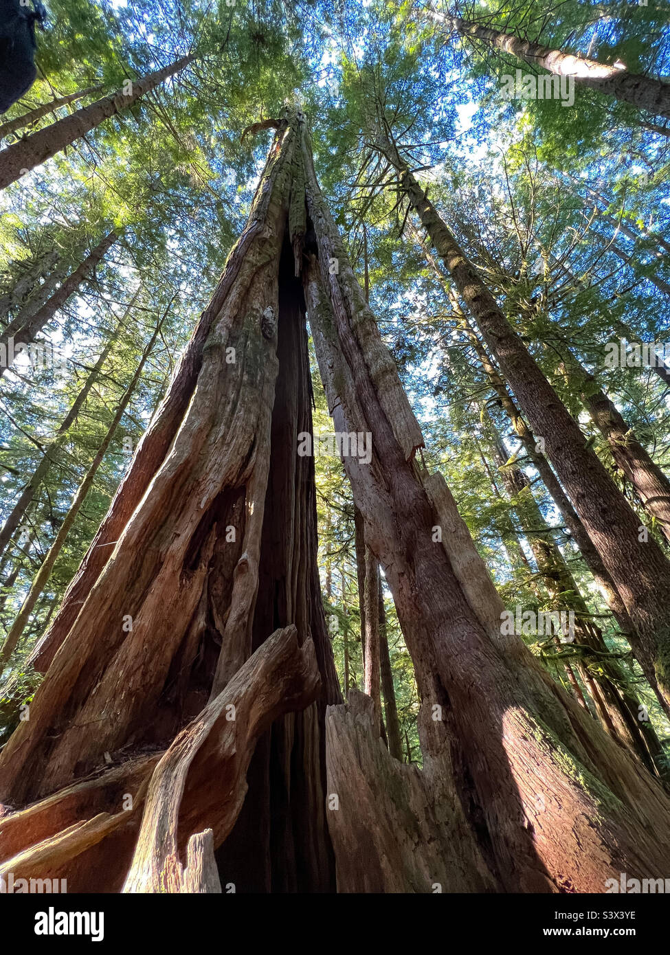 Old growth tree Stock Photo Alamy
