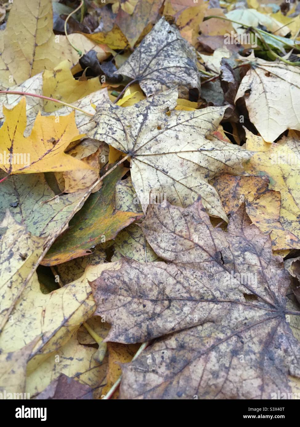 Autumn Leaves - Smartphone Captured Stock Image