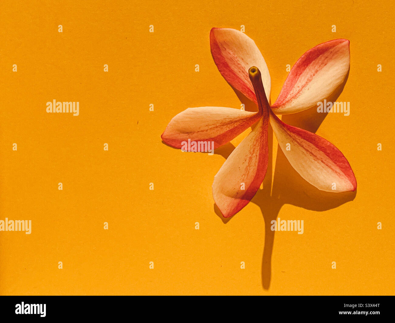 Plumeria flower photographed from above on a yellow background. - Smartphone Captured Stock Image