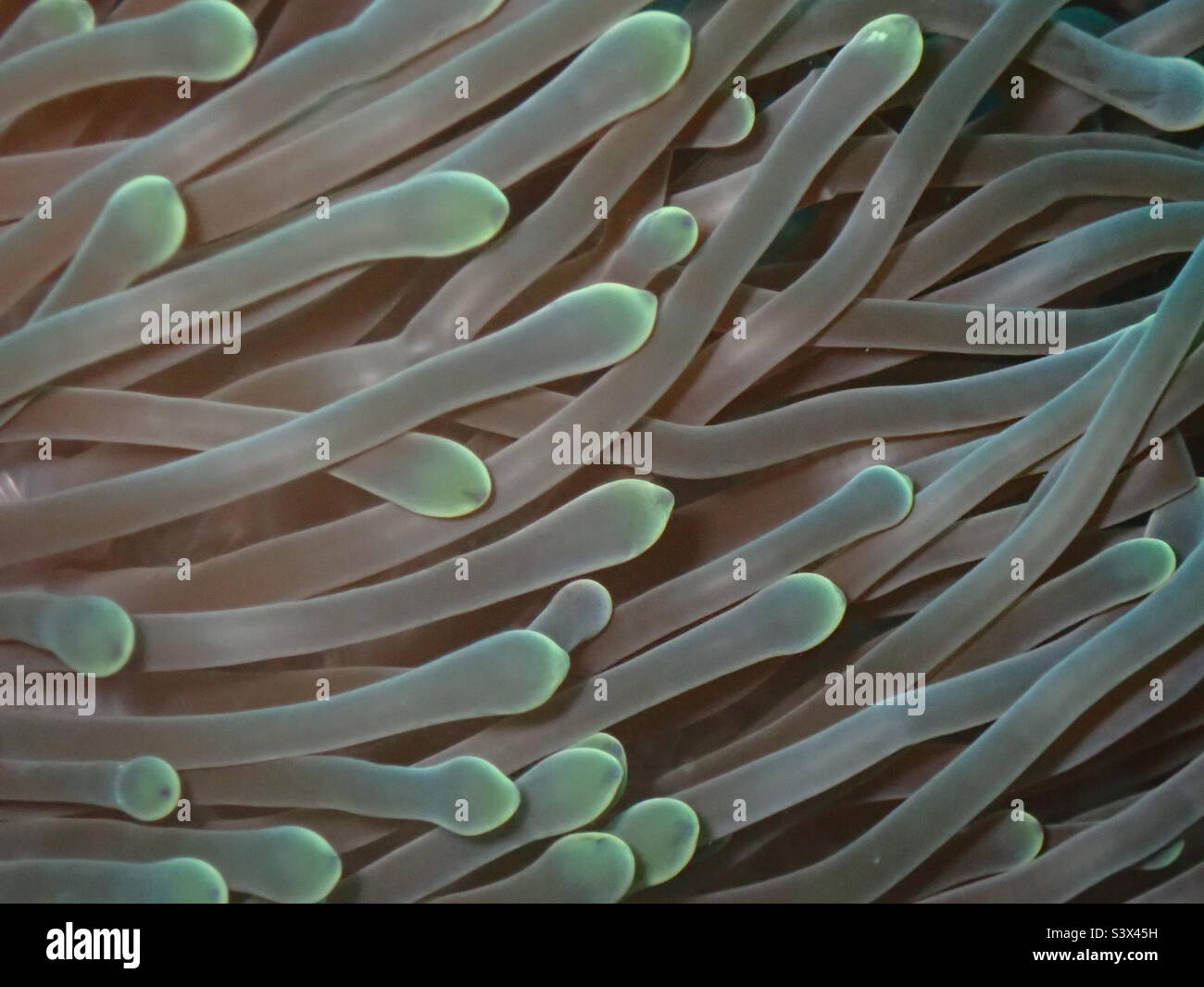 Tentacles of the magnificent sea anemone, Heteractis magnifica. Macro closeup, Raa Atoll , Maldives Stock Photo