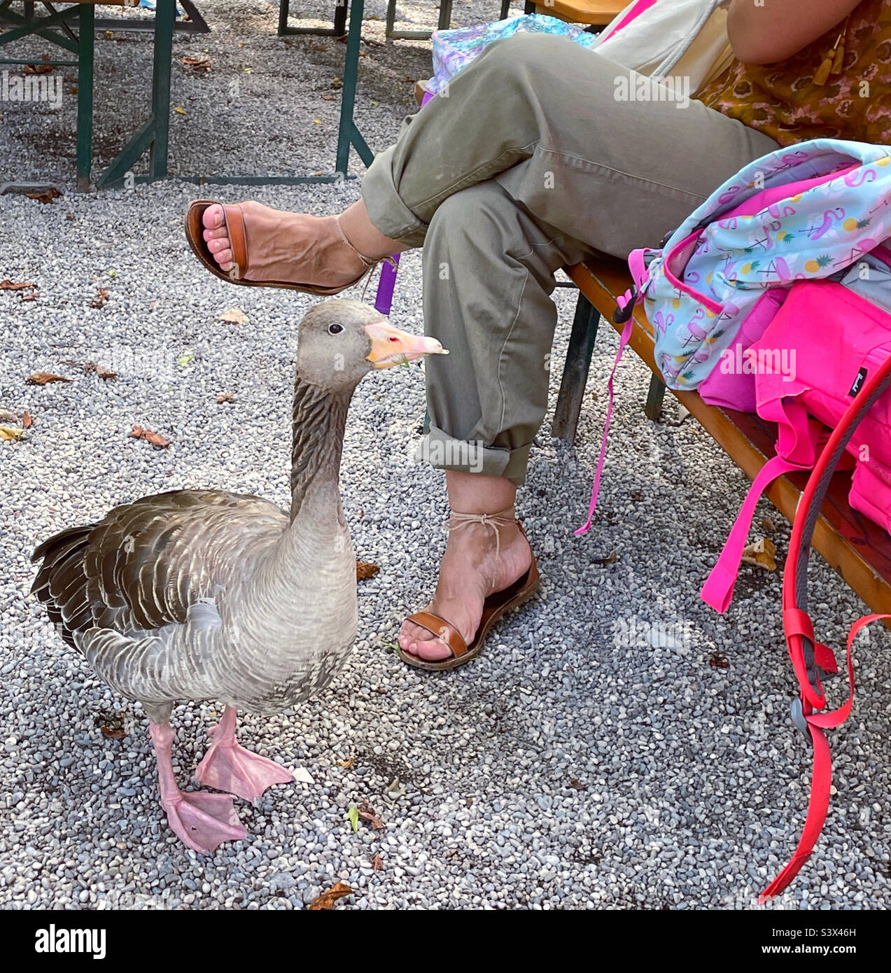 The goose in the park. Stock Photo