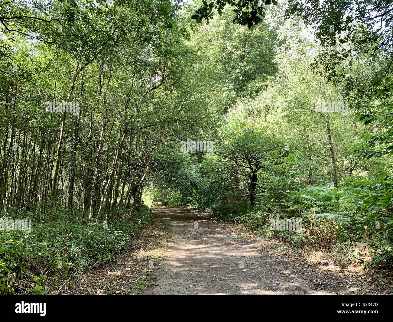 Trees and woodland walks hi-res stock photography and images - Alamy