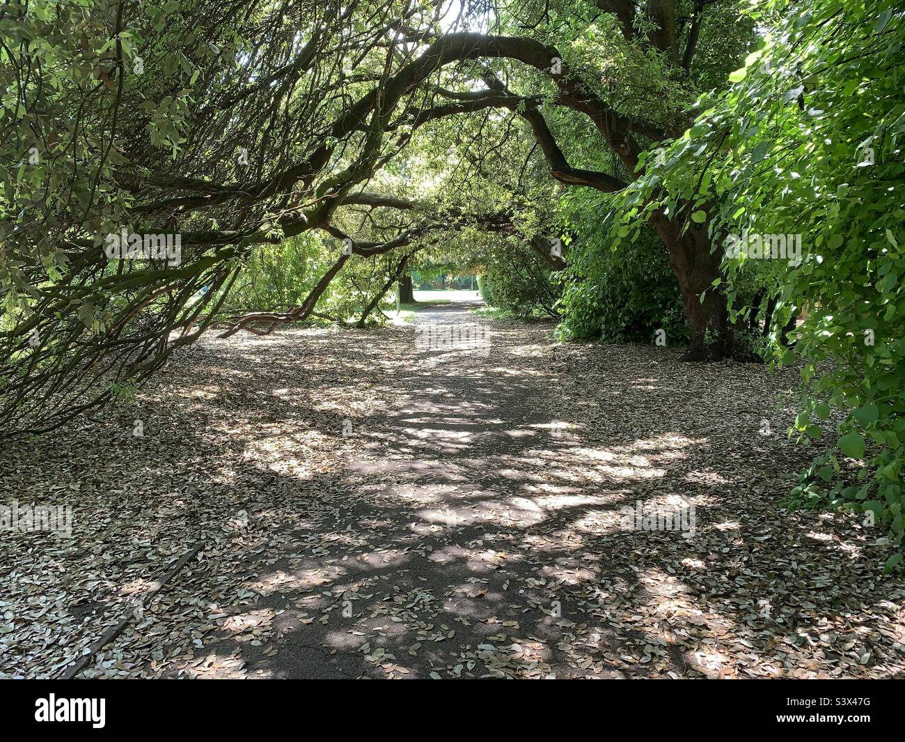 Shaded pathway under a canopy of trees Stock Photo Alamy