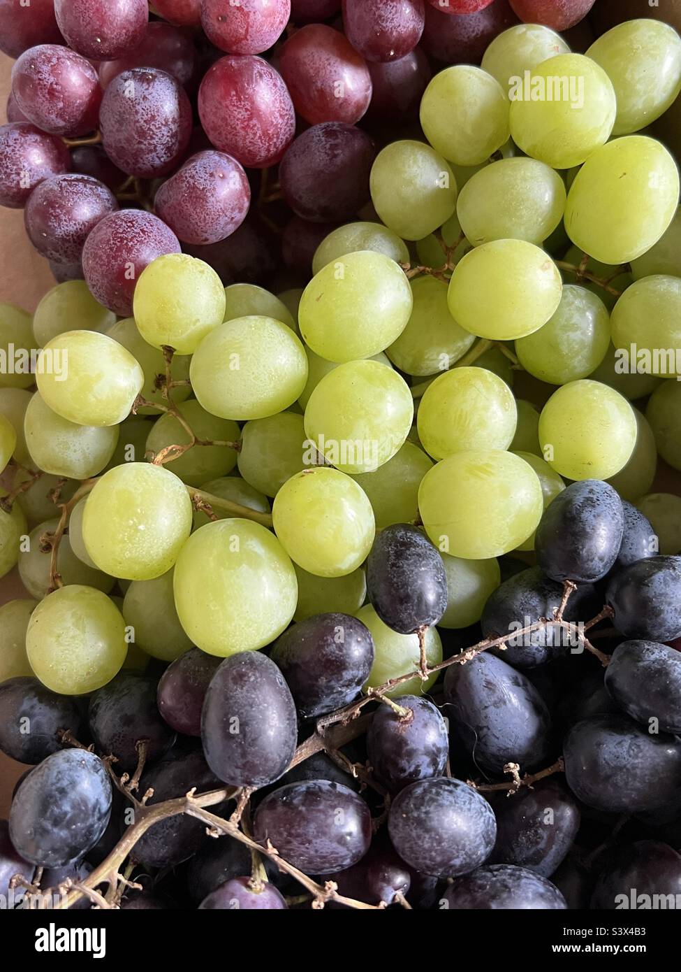 Grape selection - Smartphone Captured Stock Image